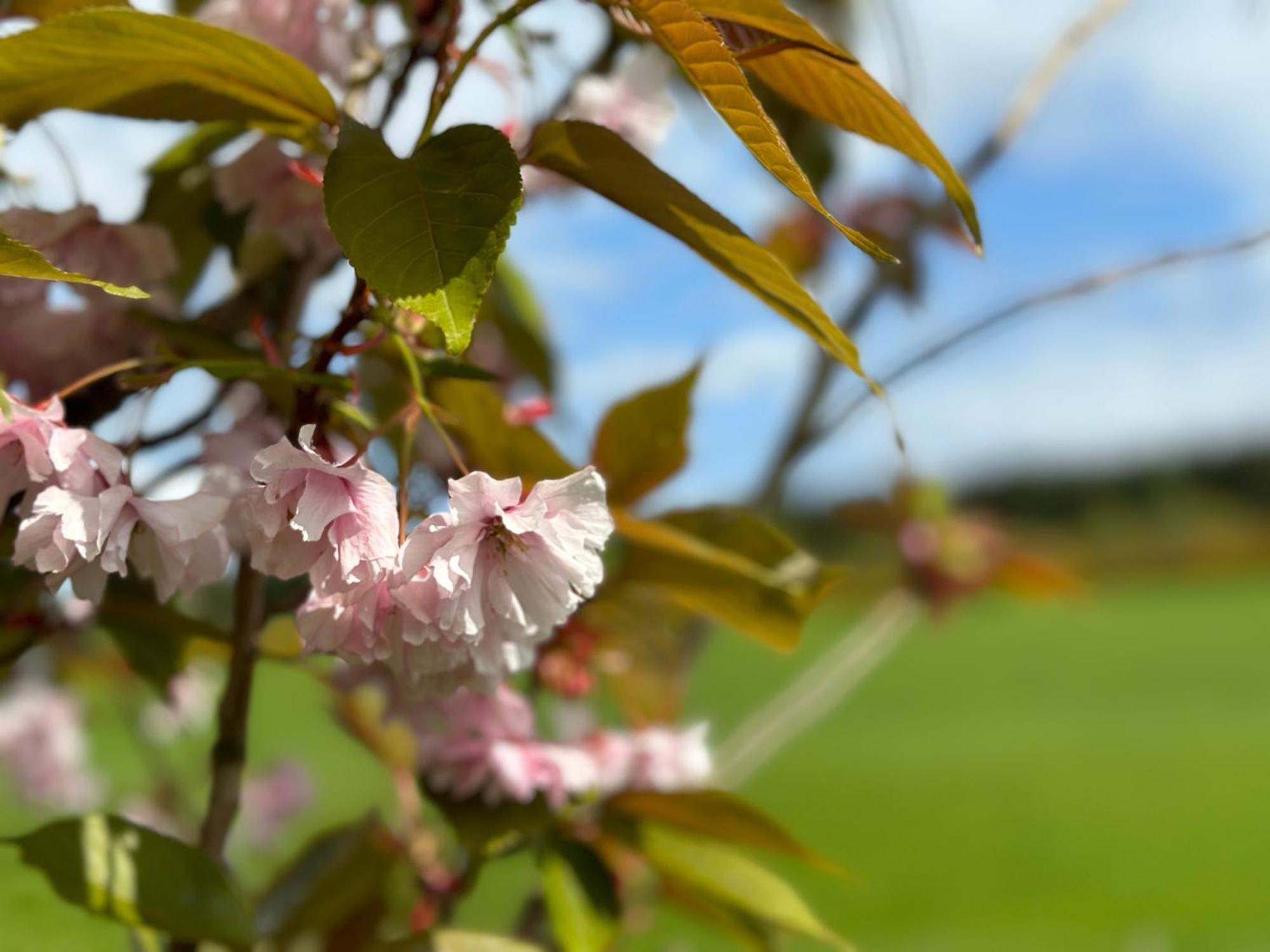 Awakening Alchemy Retreat Centre Bed and Breakfast Inverurie Eksteriør billede