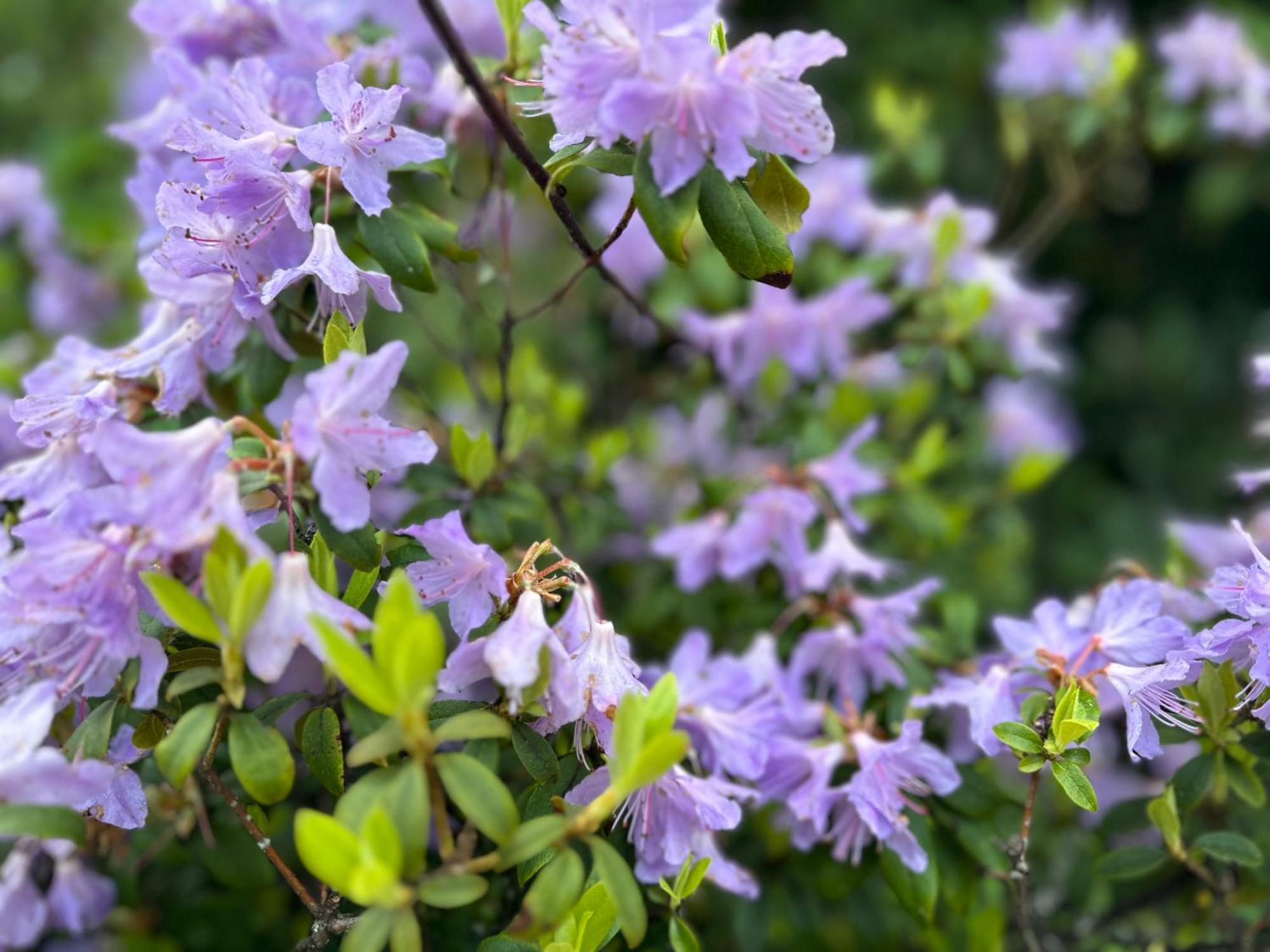 Awakening Alchemy Retreat Centre Bed and Breakfast Inverurie Eksteriør billede